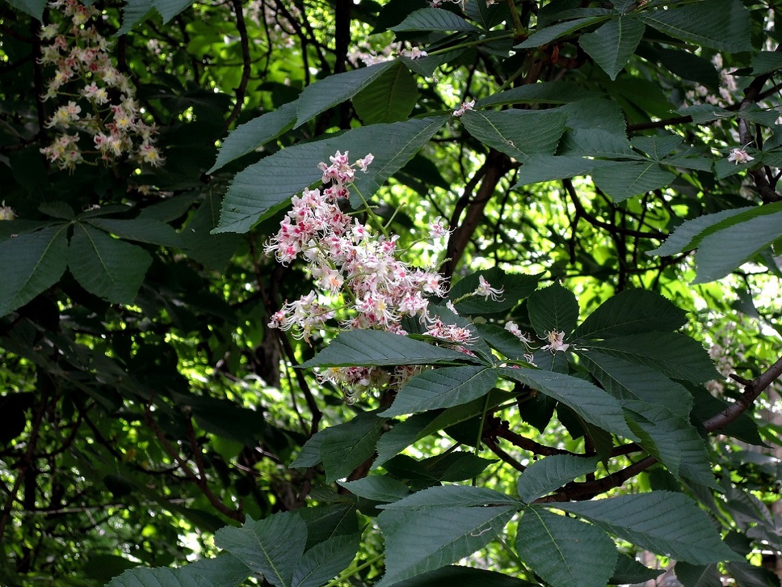 Image of Aesculus hippocastanum specimen.