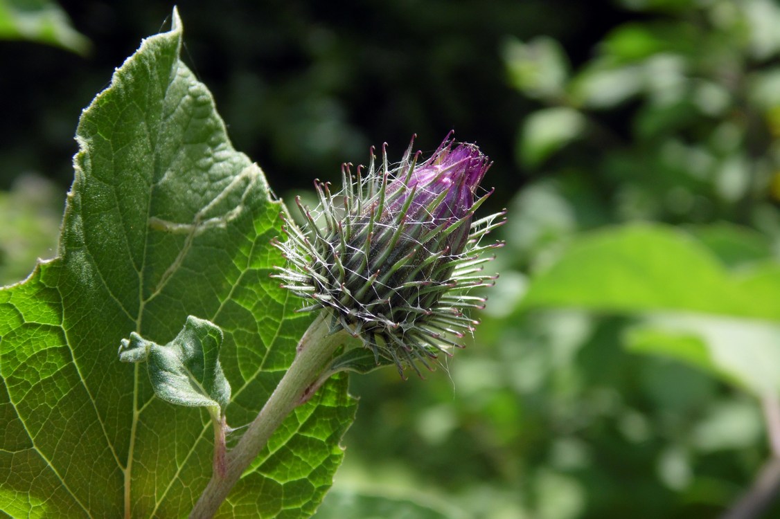 Image of Arctium tomentosum specimen.