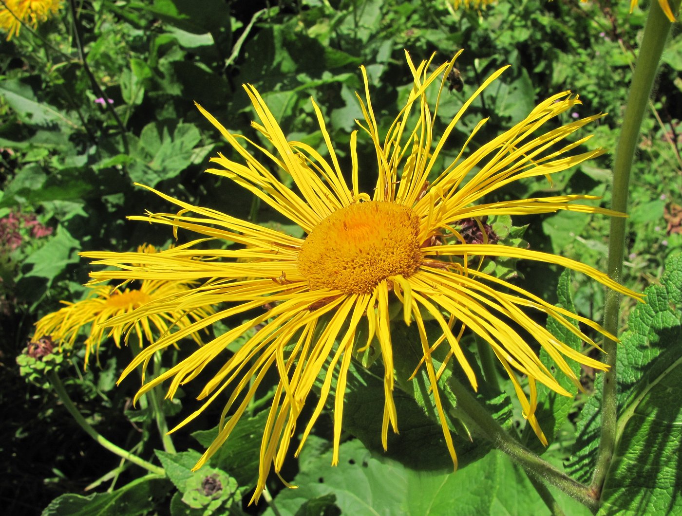 Изображение особи Inula magnifica.