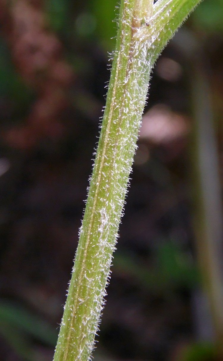 Image of Centaurea abbreviata specimen.