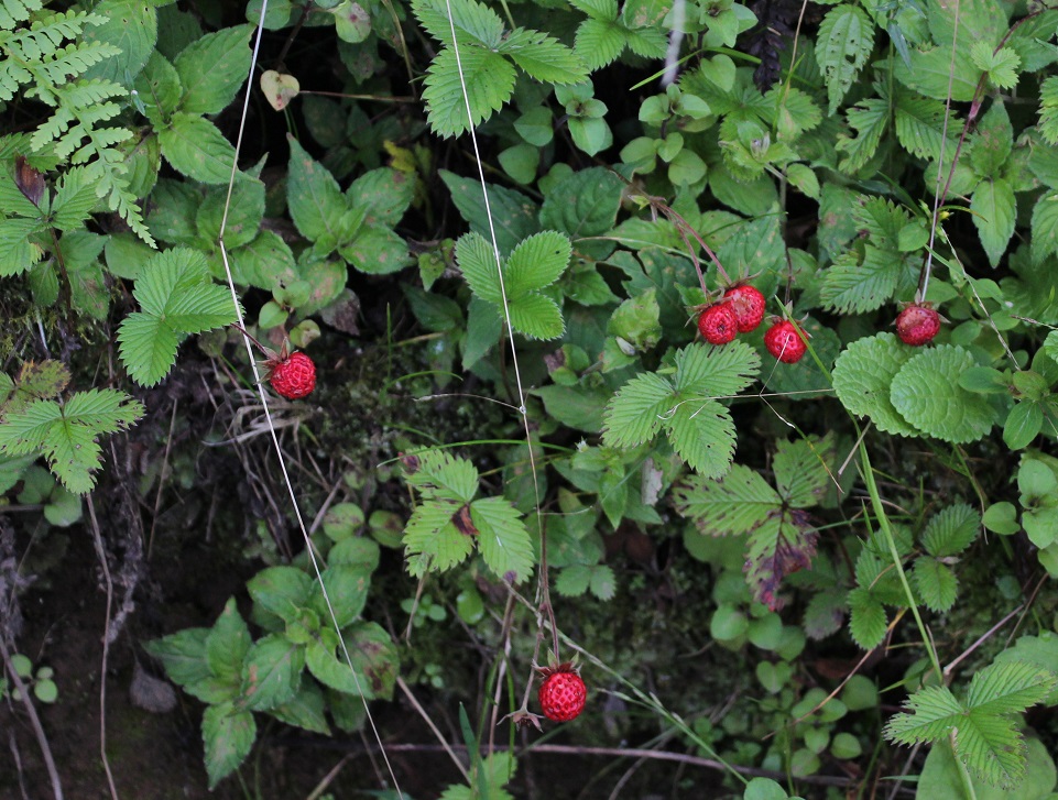 Image of Fragaria nubicola specimen.