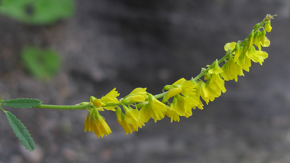 Image of Melilotus officinalis specimen.