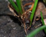 Zephyranthes candida