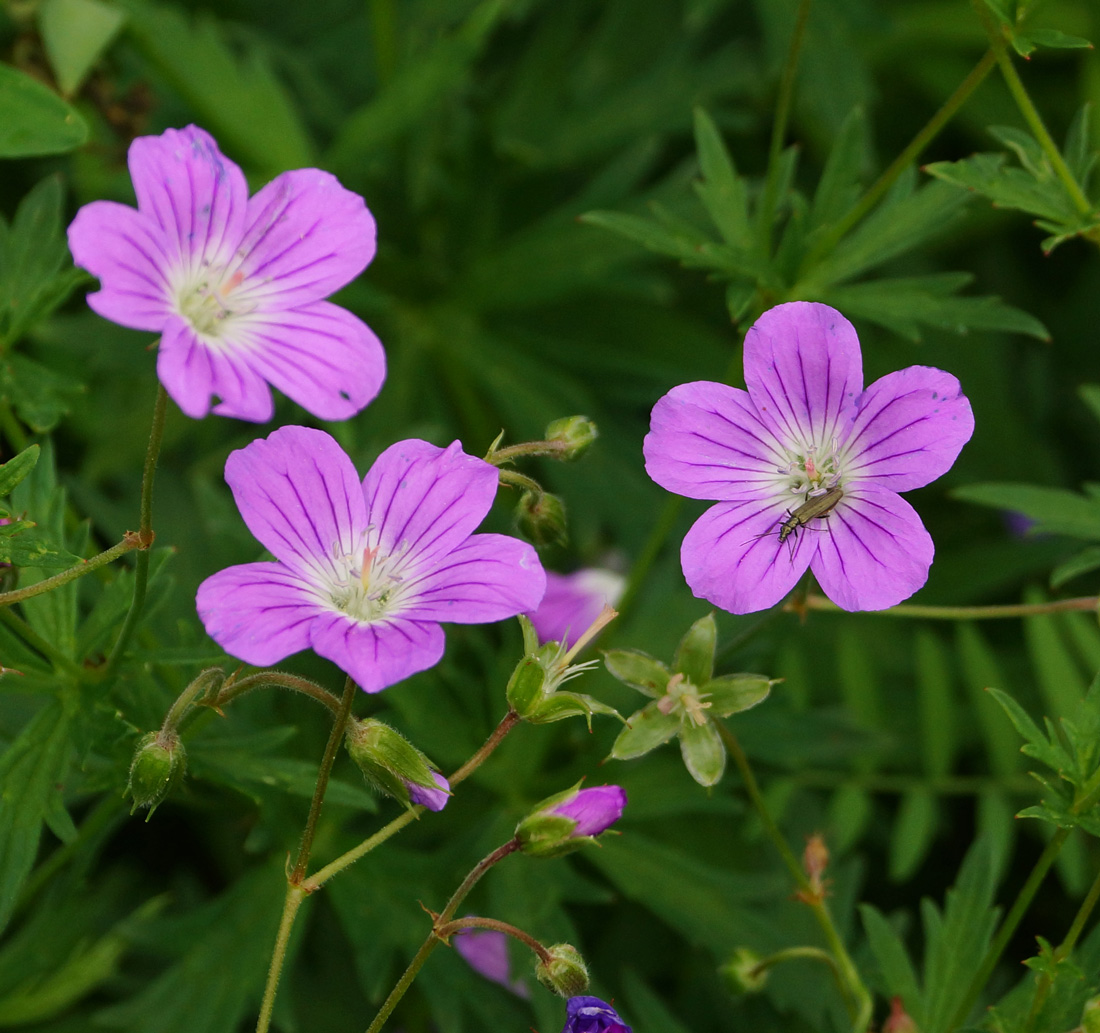 Изображение особи Geranium sylvaticum.