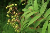 Sorbus commixta