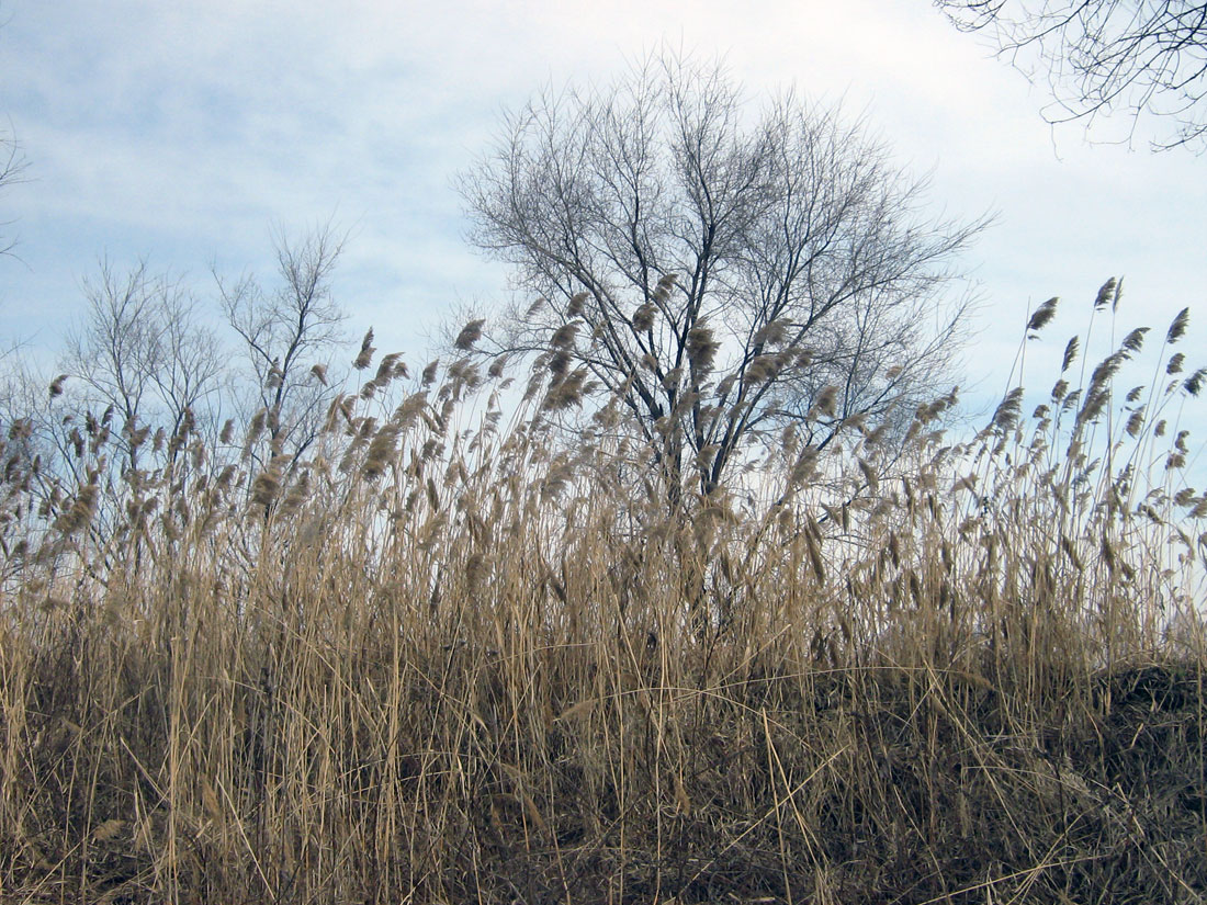 Изображение особи Phragmites australis.