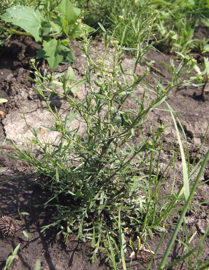 Image of Lepidium ruderale specimen.