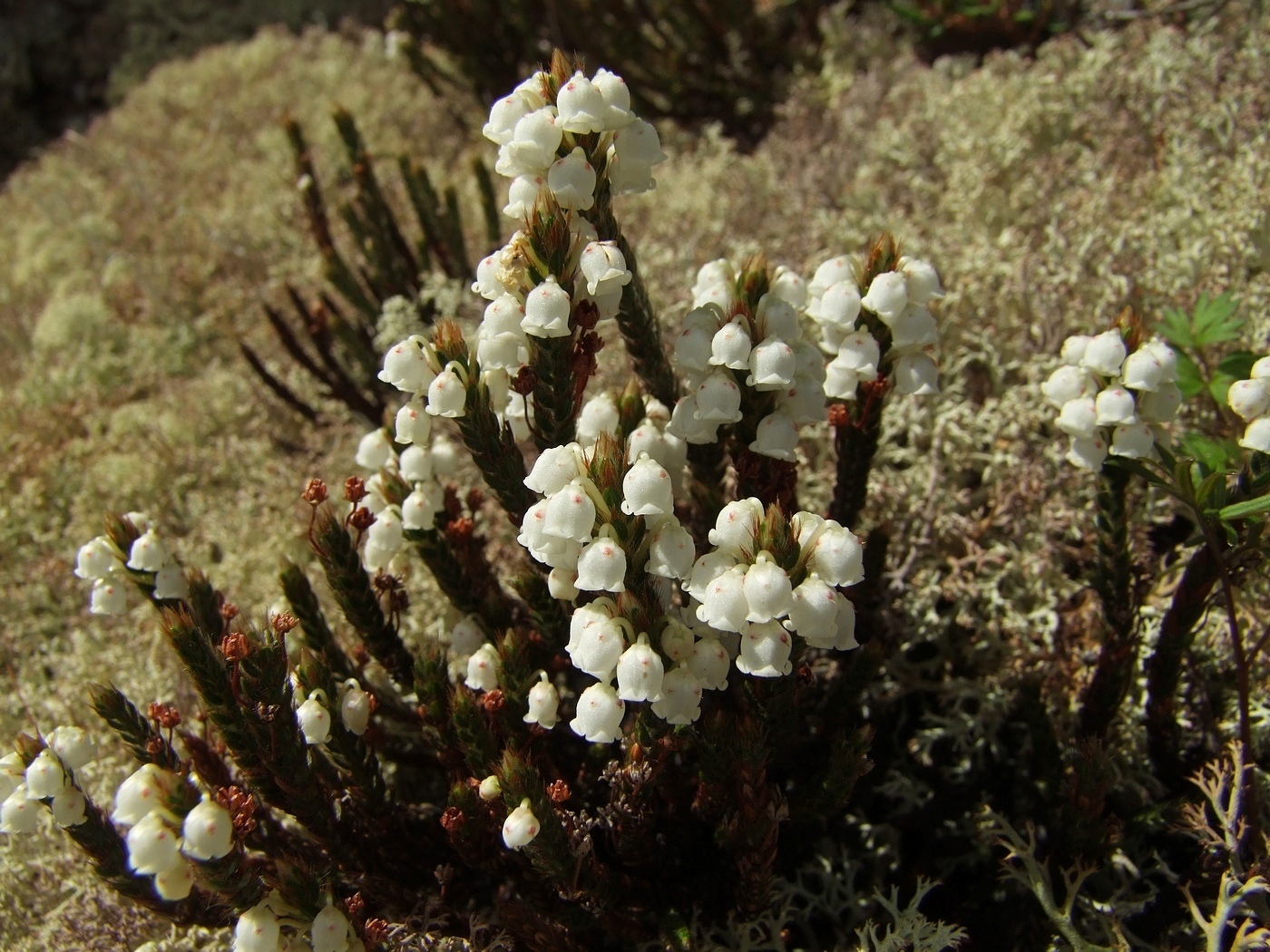 Изображение особи Cassiope ericoides.