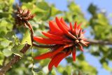 Erythrina corallodendron. Часть веточки с соцветиями и листьями. Израиль, г. Бат-Ям, в культуре. 05.03.2017.