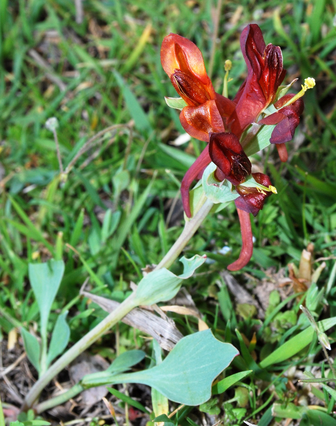 Изображение особи Corydalis sewerzowii.