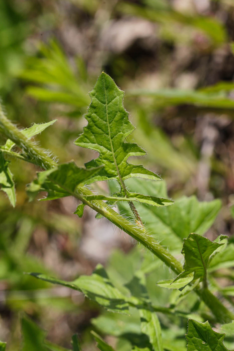 Image of Sisymbrium loeselii specimen.