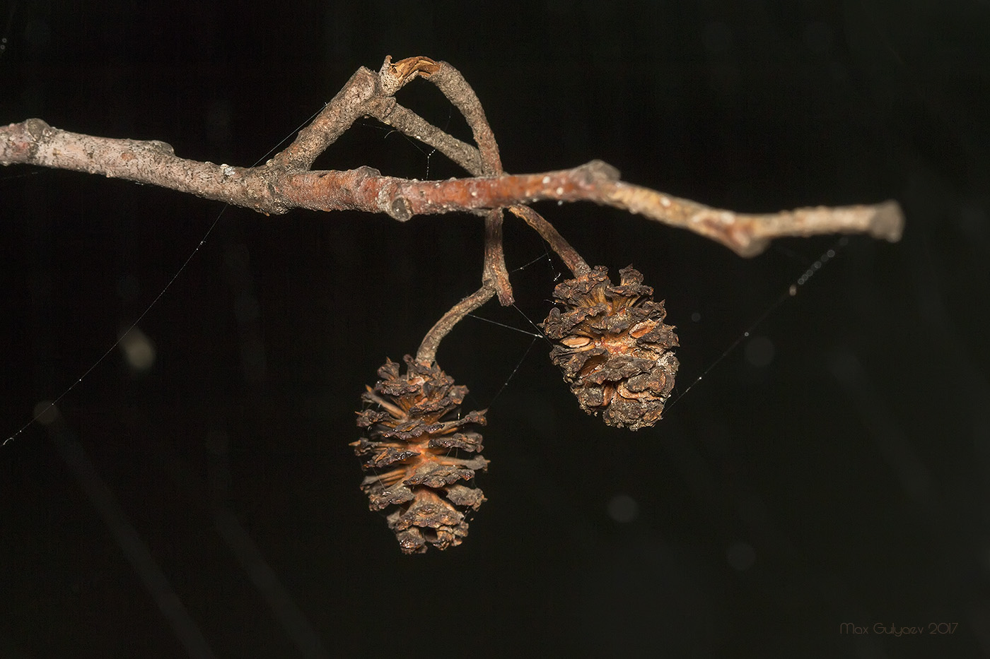 Изображение особи Alnus glutinosa.