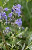 Polemonium laxiflorum