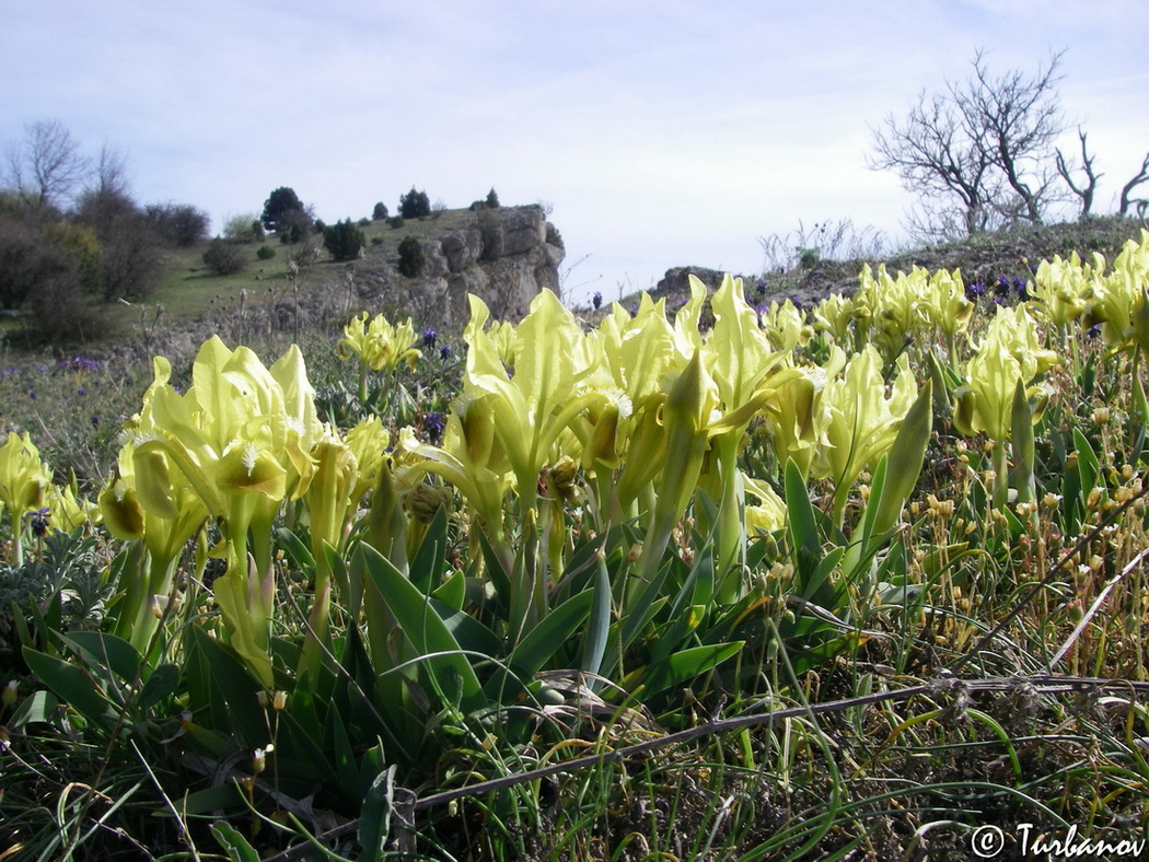 Image of Iris pumila specimen.