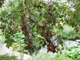 Prunus cerasifera. Ветви со зреющими плодами. Волгоград, Региональный Ботсад, дико выросшее. 26.07.2016.