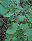 Lonicera buschiorum. Побег с соплодиями; некоторые листья с поражениями. Кабардино-Балкария, Эльбрусский р-н, долина реки Шхельда, ок. 2000 м н.у.м., лес. 30.07.2017.