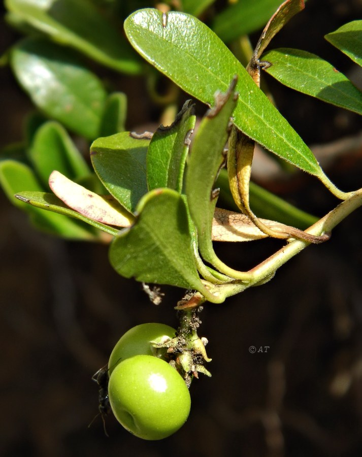 Image of Arctostaphylos uva-ursi specimen.