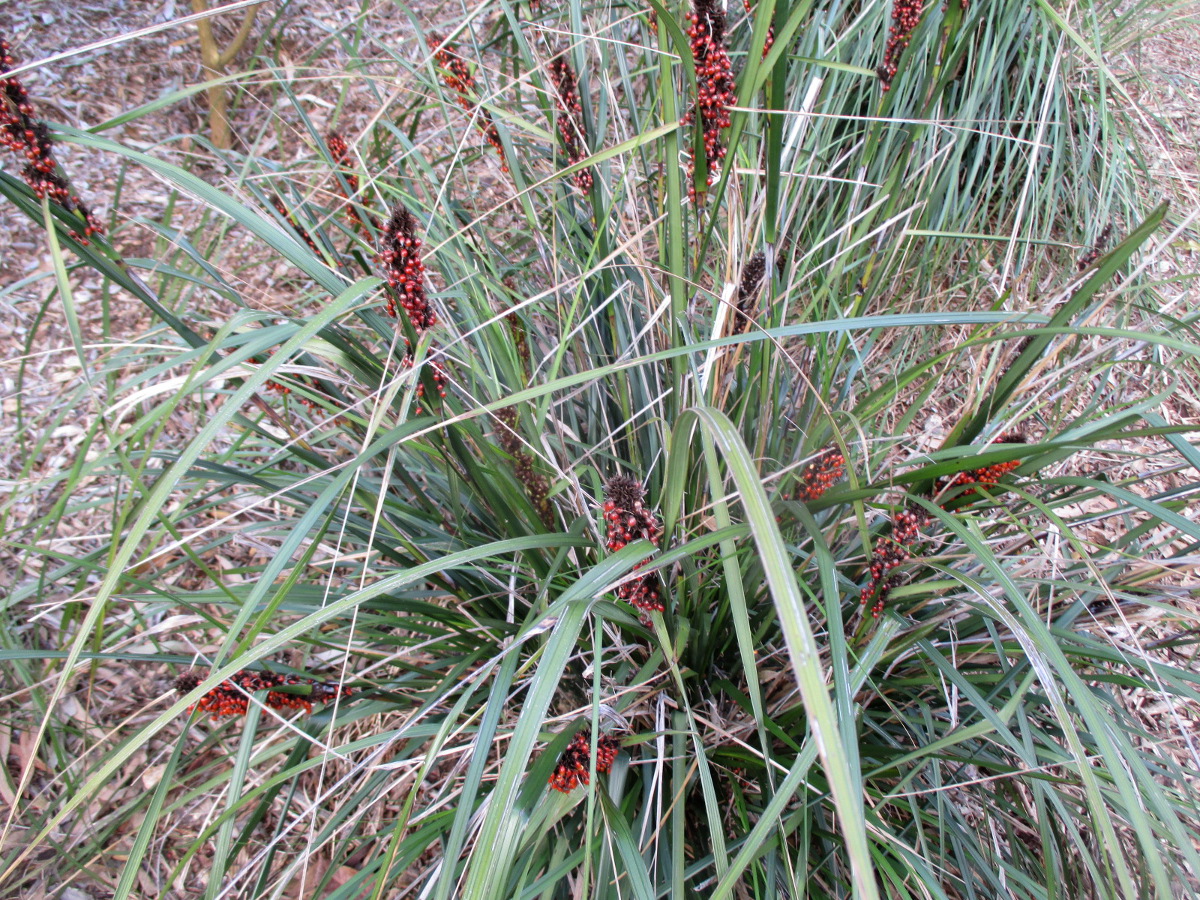 Image of Gahnia aspera specimen.