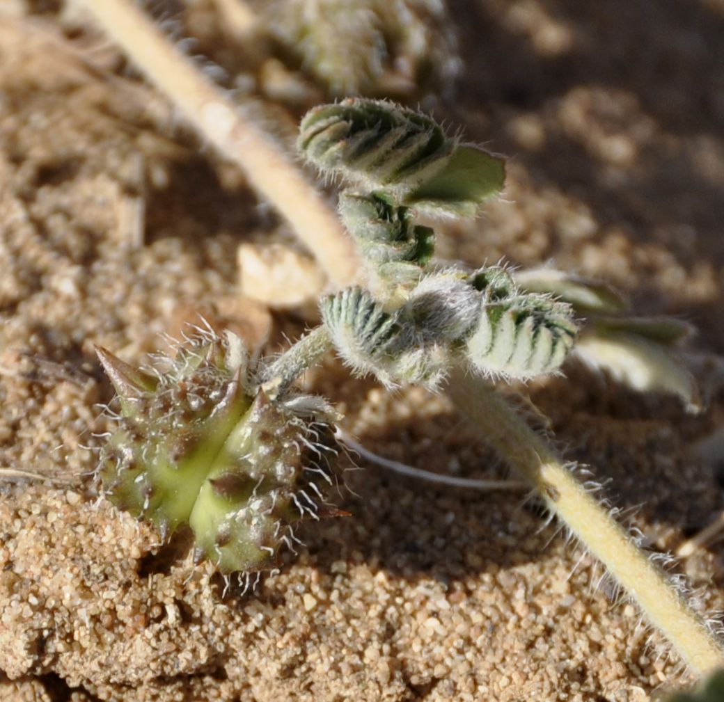 Изображение особи Tribulus terrestris.