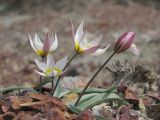 Tulipa biflora. Цветущие растения. Восточный Крым, горный массив Эчки-Даг, приморский склон. 01.04.2018.