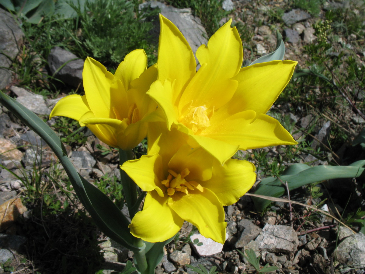 Image of Tulipa brachystemon specimen.