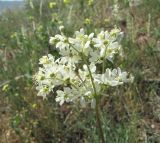 Filipendula vulgaris. Соцветие. Дагестан, г. о. Махачкала, окр. с. Талги, склон горы. 15.05.2018.