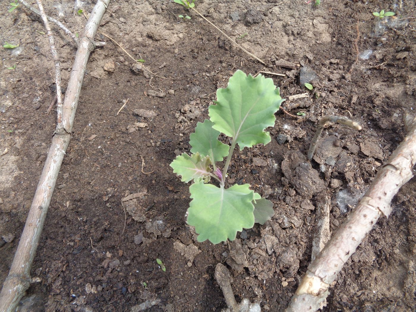 Image of Brassica oleracea var. viridis specimen.