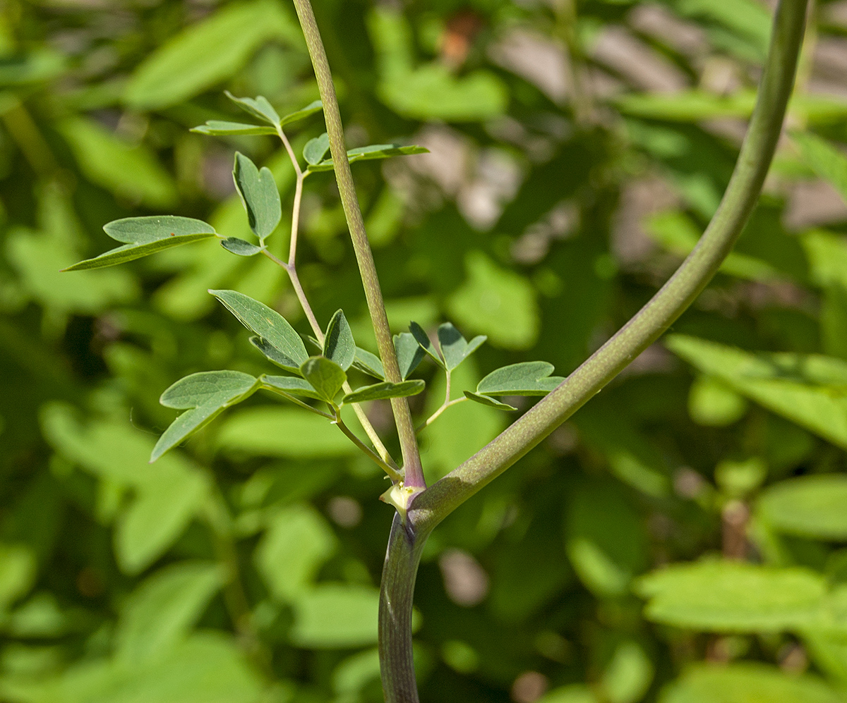 Image of Thalictrum aquilegiifolium specimen.