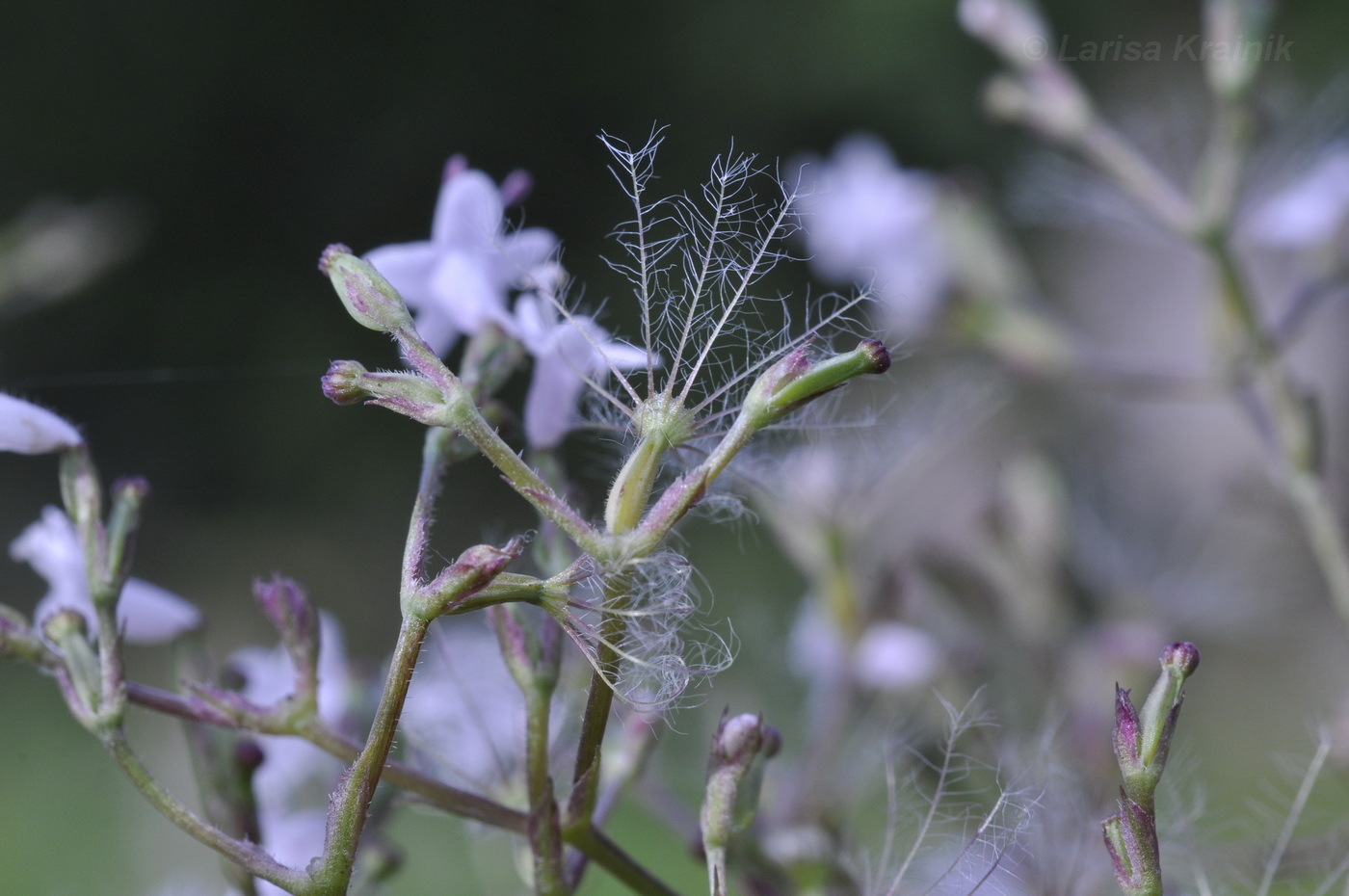 Изображение особи Valeriana alternifolia.