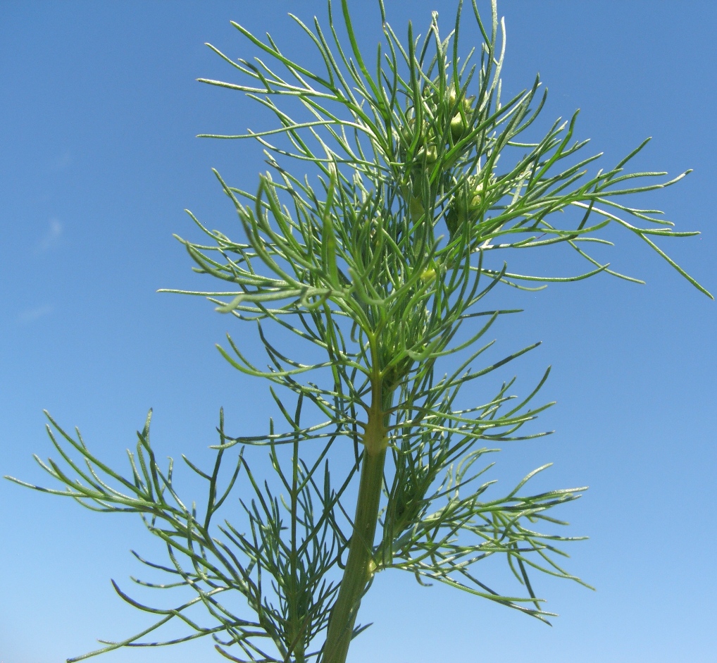 Image of Tripleurospermum inodorum specimen.