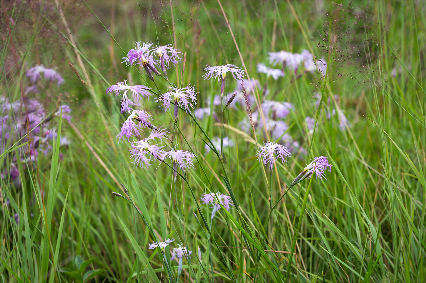 Изображение особи Dianthus superbus.