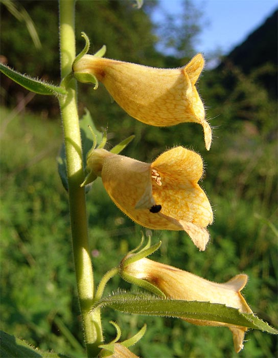 Image of Digitalis grandiflora specimen.