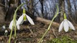 Galanthus plicatus. Верхушки цветущих растений. Краснодарский край, м/о г. Новороссийск, окр. пос. Глебовка, вершина горы Глебовка, ≈ 470 м н.у.м., грабово-дубовый лес с примесью Juniperus deltoides. 04.02.2019.