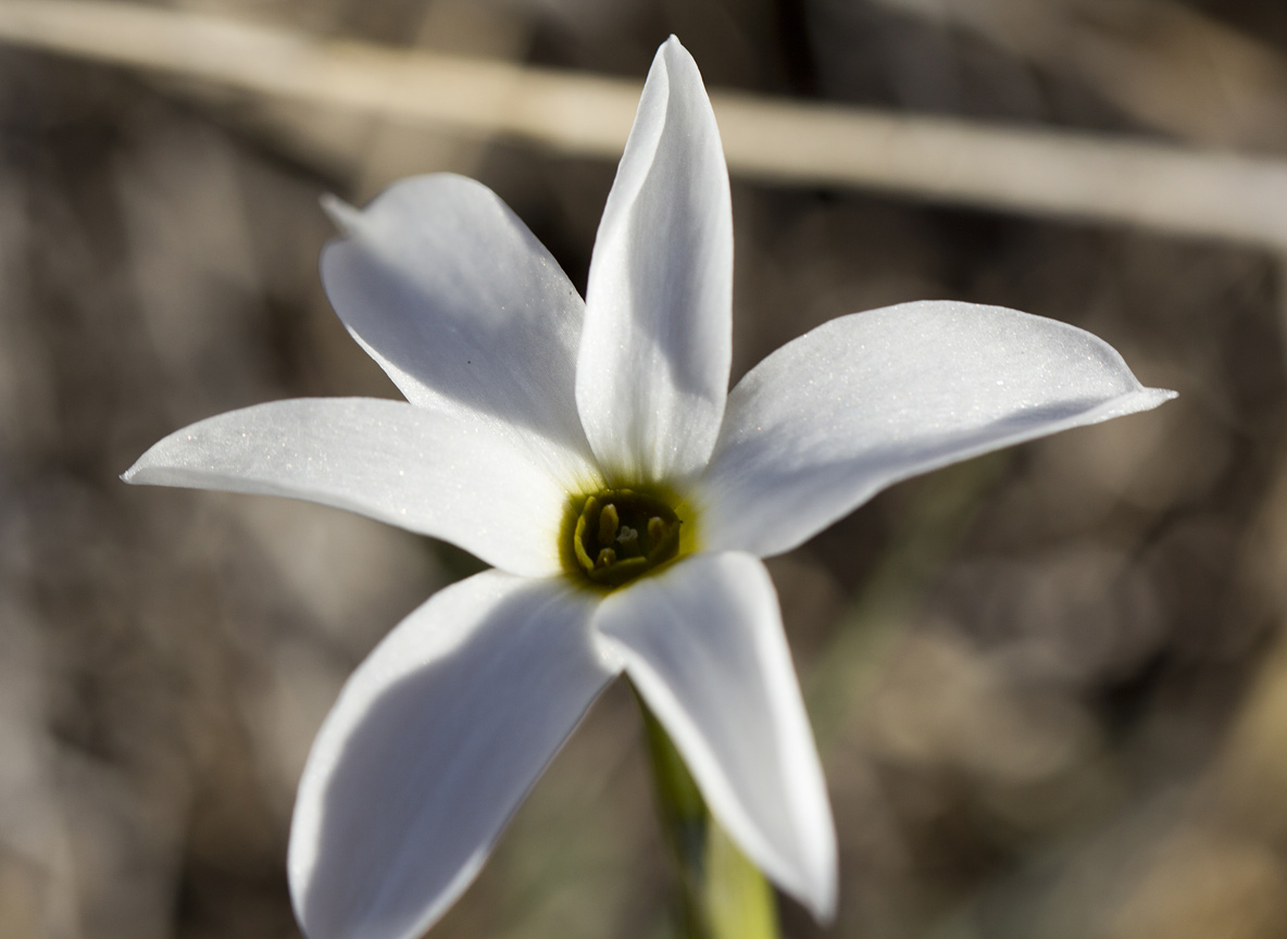 Изображение особи Narcissus obsoletus.