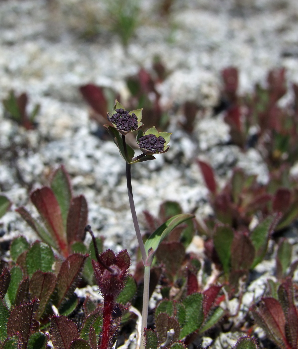 Image of Bupleurum triradiatum specimen.