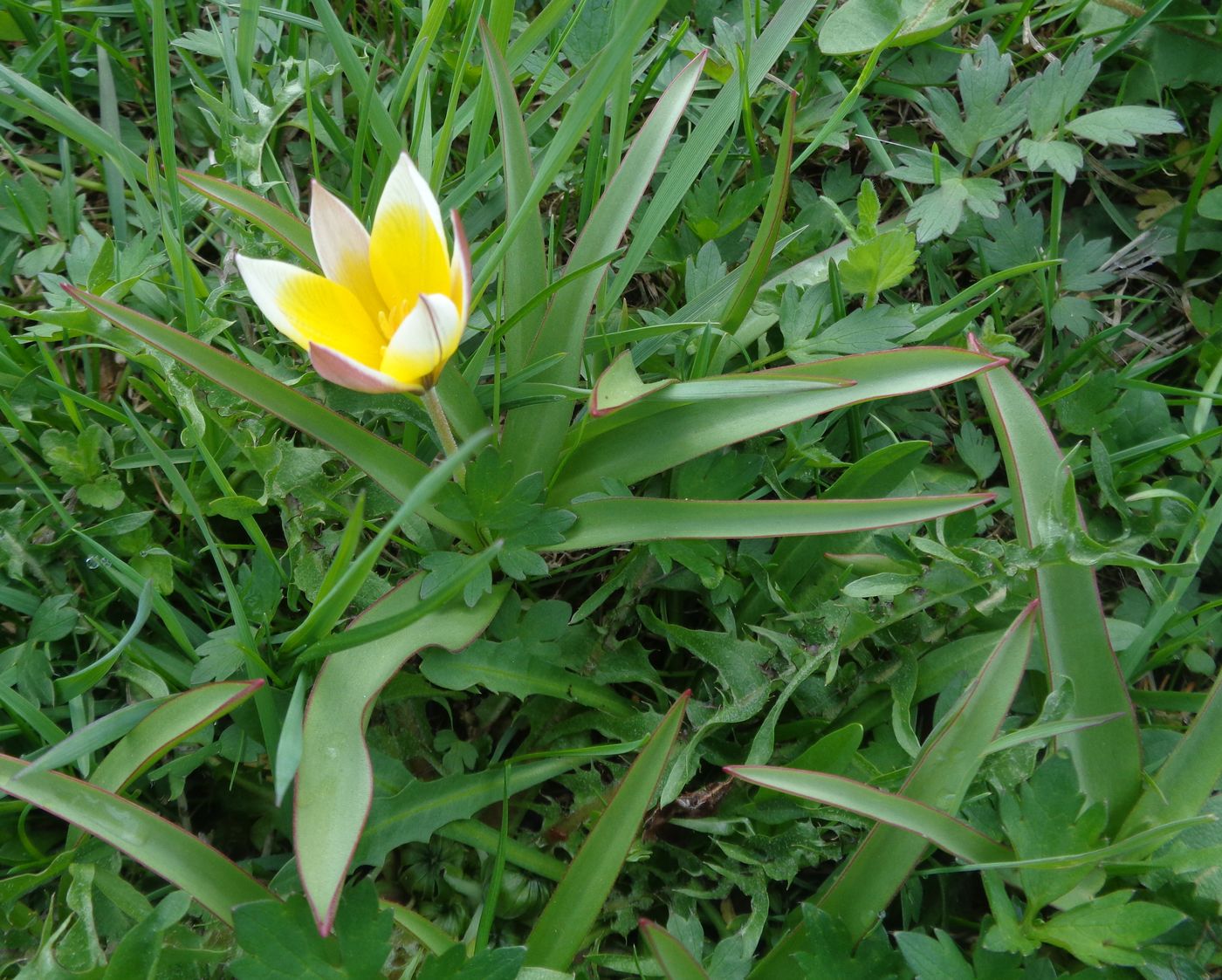 Image of Tulipa tarda specimen.