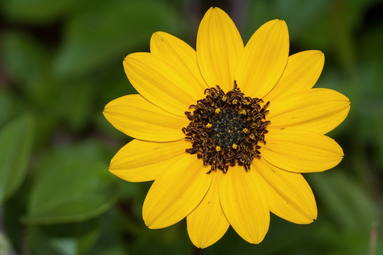 Image of Helianthus debilis specimen.