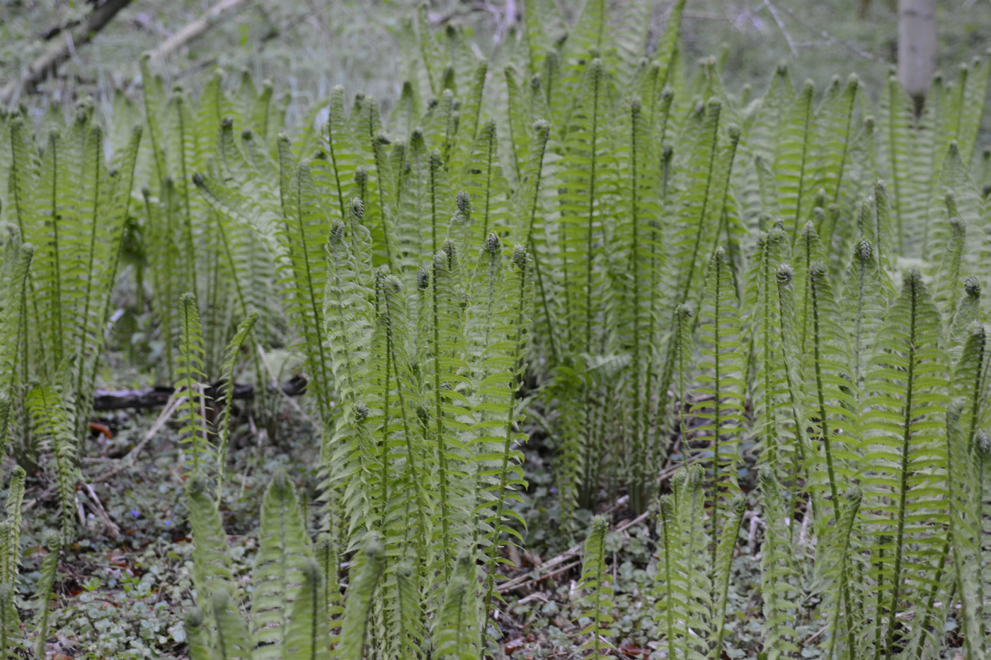 Image of Matteuccia struthiopteris specimen.