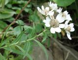 Achillea ptarmica подвид macrocephala. Верхушка цветущего растения. Сахалинская обл., Невельский р-н, на склоне при подъеме к водопаду Салют. 14.08.2019.