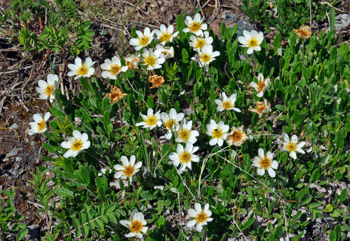 Image of Dryas oxyodonta specimen.