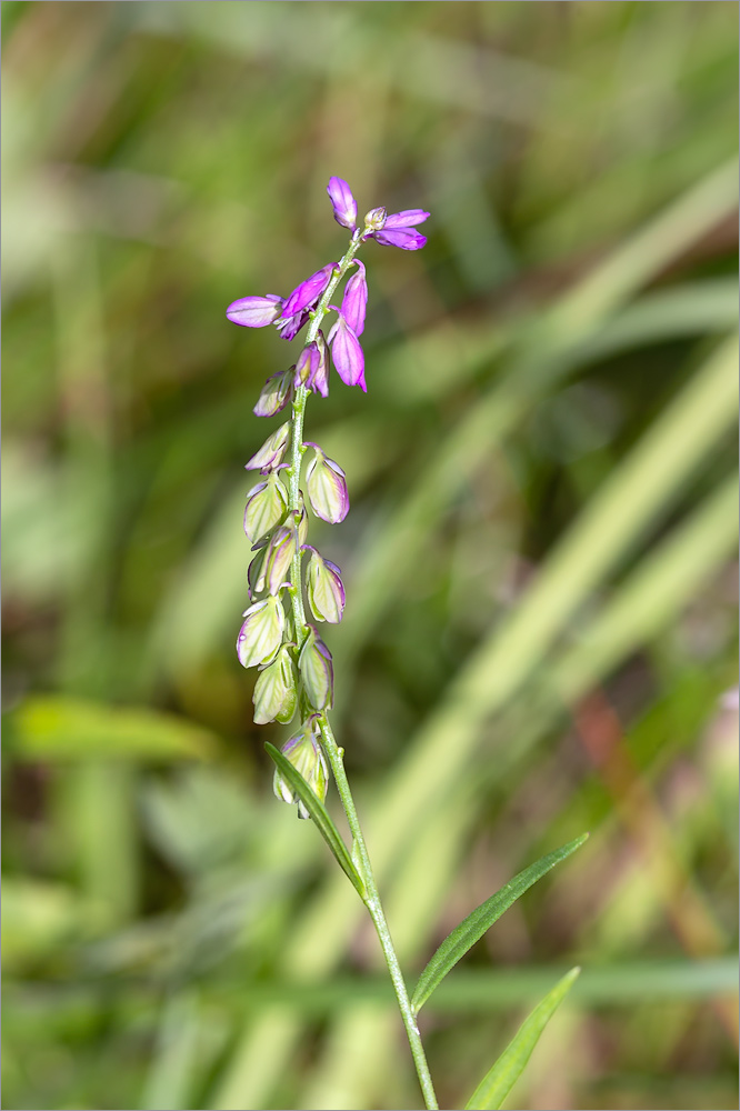 Image of Polygala comosa specimen.