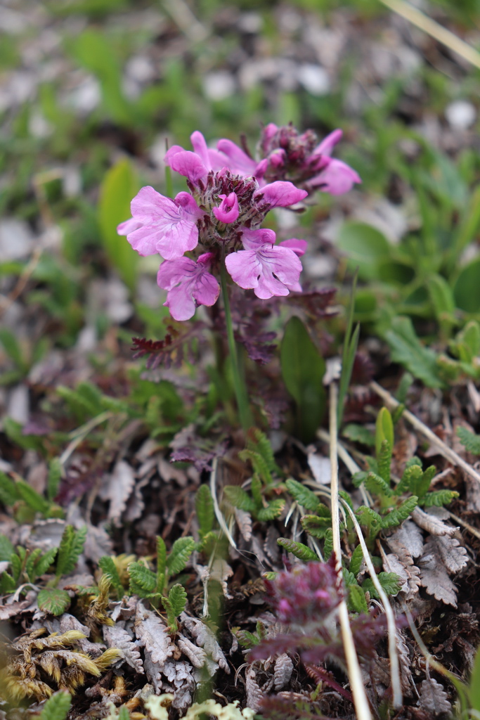 Image of Pedicularis anthemifolia specimen.