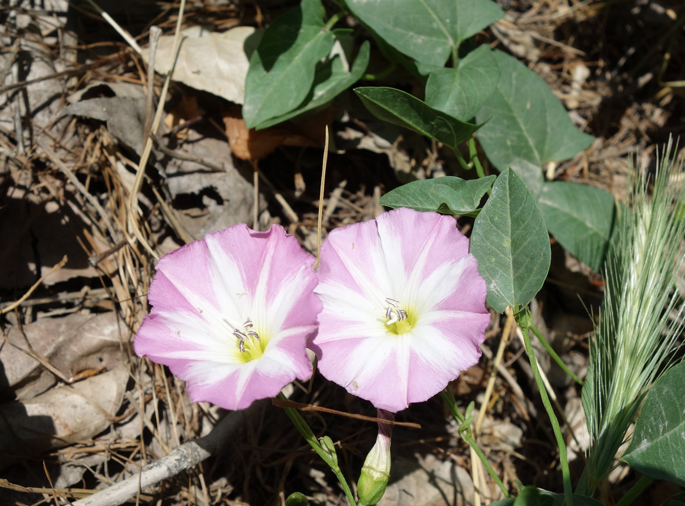 Изображение особи Convolvulus arvensis.