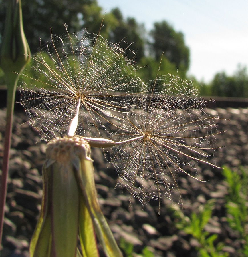 Изображение особи Tragopogon pratensis.