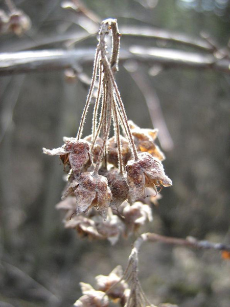 Image of Physocarpus capitatus specimen.