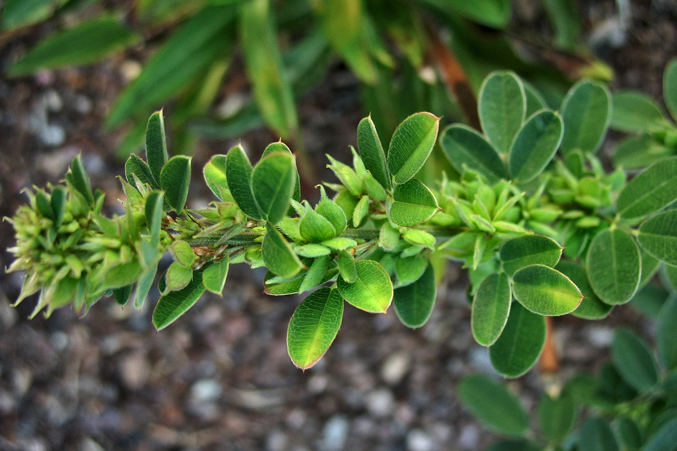 Image of Lespedeza &times; nuttallii specimen.