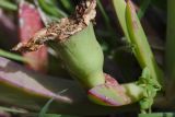 Carpobrotus quadrifidus