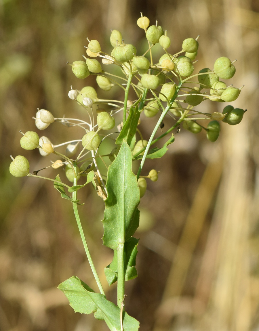 Image of Cardaria repens specimen.