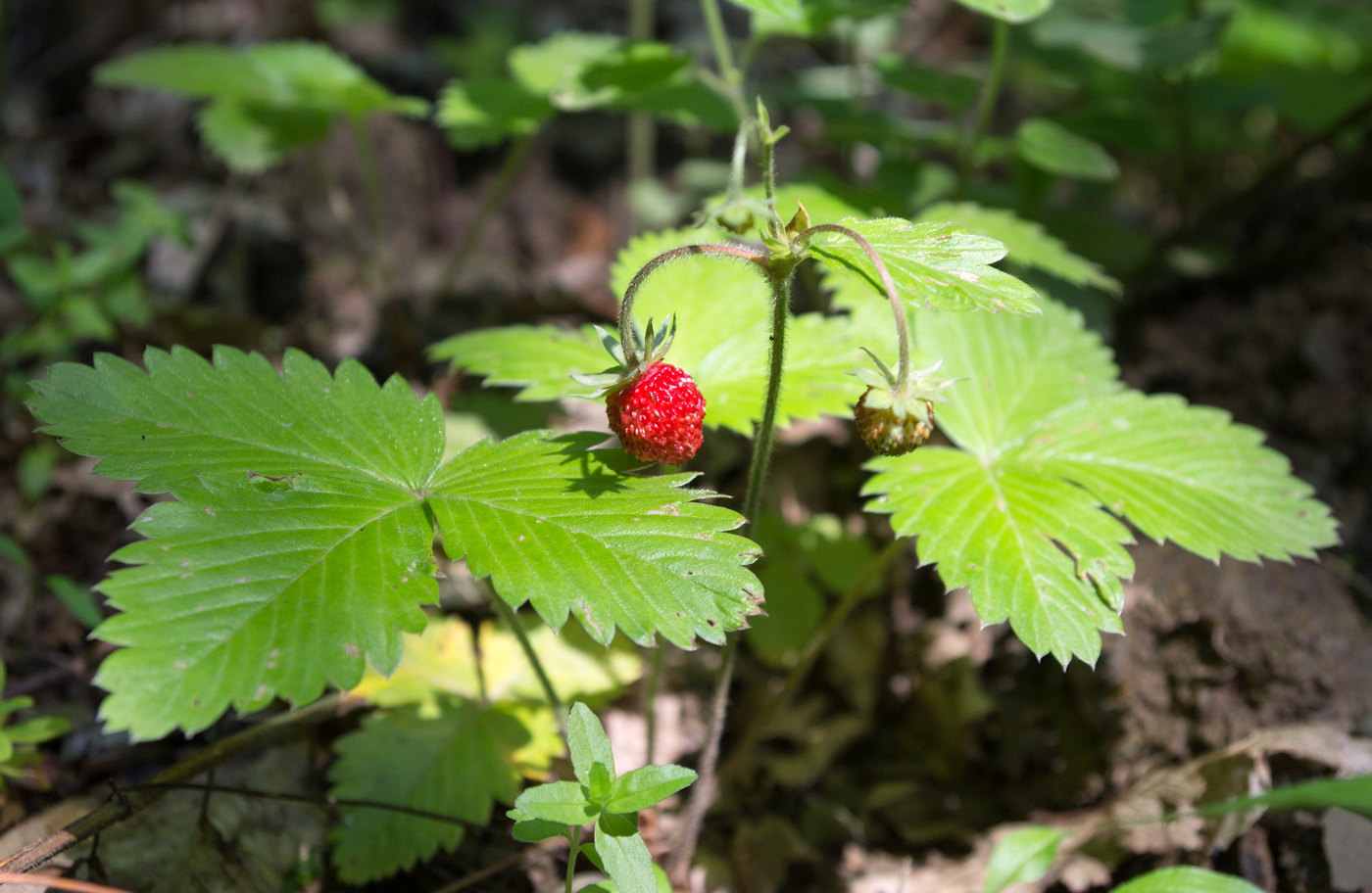 Image of Fragaria vesca specimen.