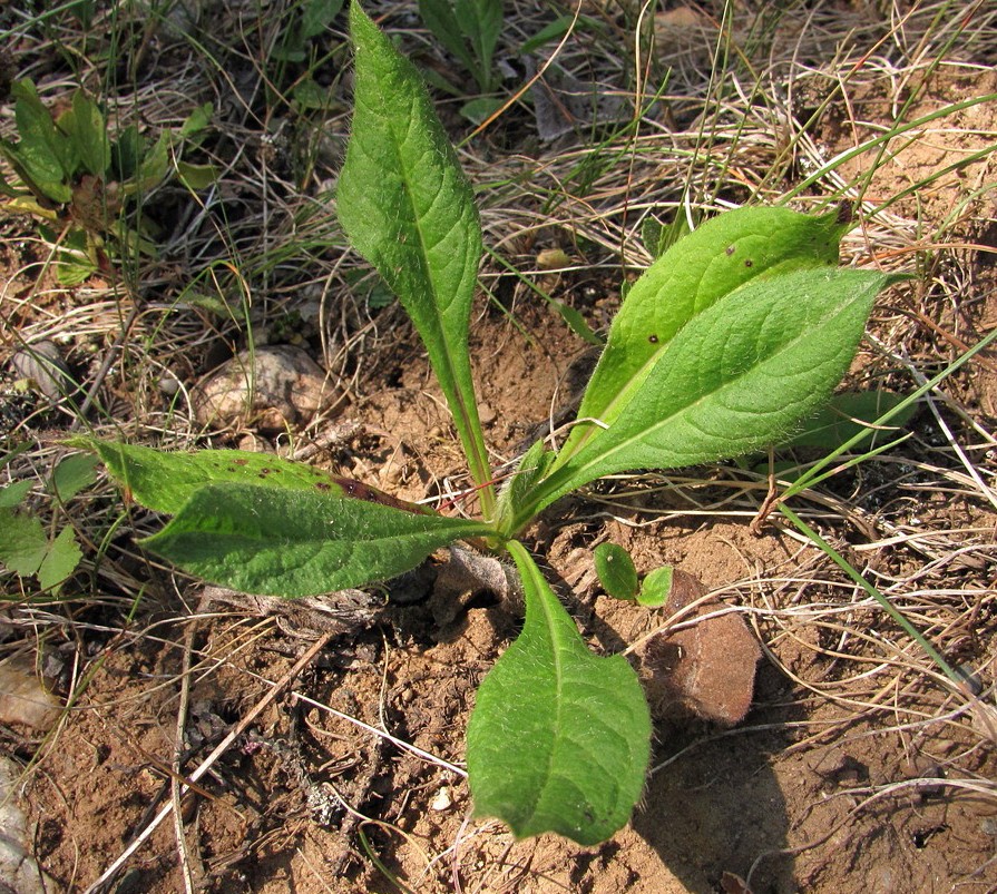 Image of Knautia arvensis specimen.